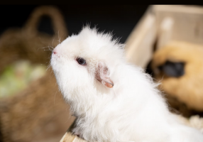 ELEONORE PIOCHE - PIOCHE ELEONORE