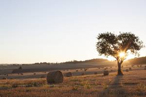 Christophe LORSCH - Bourgogne photo
